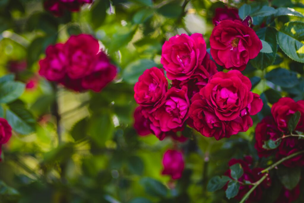 Rosenblüten an einem Strauch