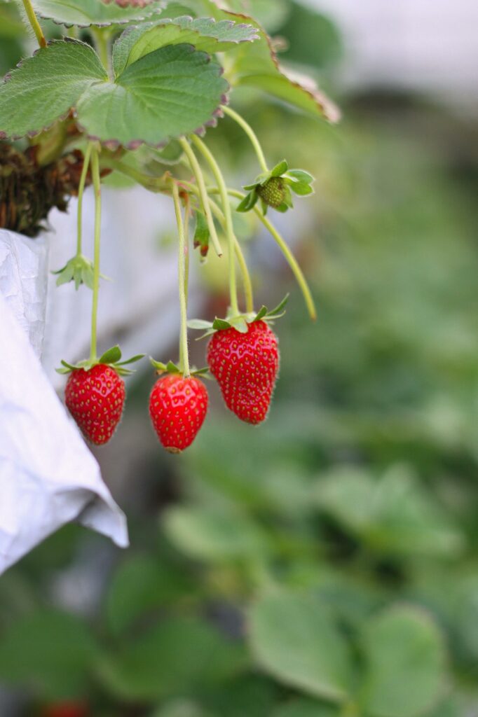 Erdbeeren selber anbauen für versunkener Erdbeerkuchen